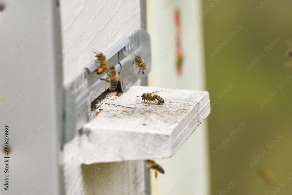Hives in an apiary. Bees flying to the landing boards and enter the hive, bee flying to hive. Bees defending hive. Hives in an apiary. Bees flying to the landing boards and enter the hive, bee flying to hive. Bees defending hive.