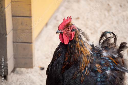 portrait of a rooster