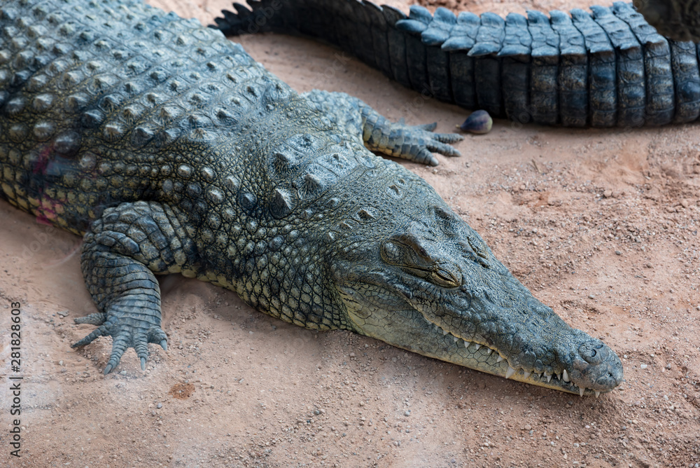 Fototapeta premium Beautiful still crocodile