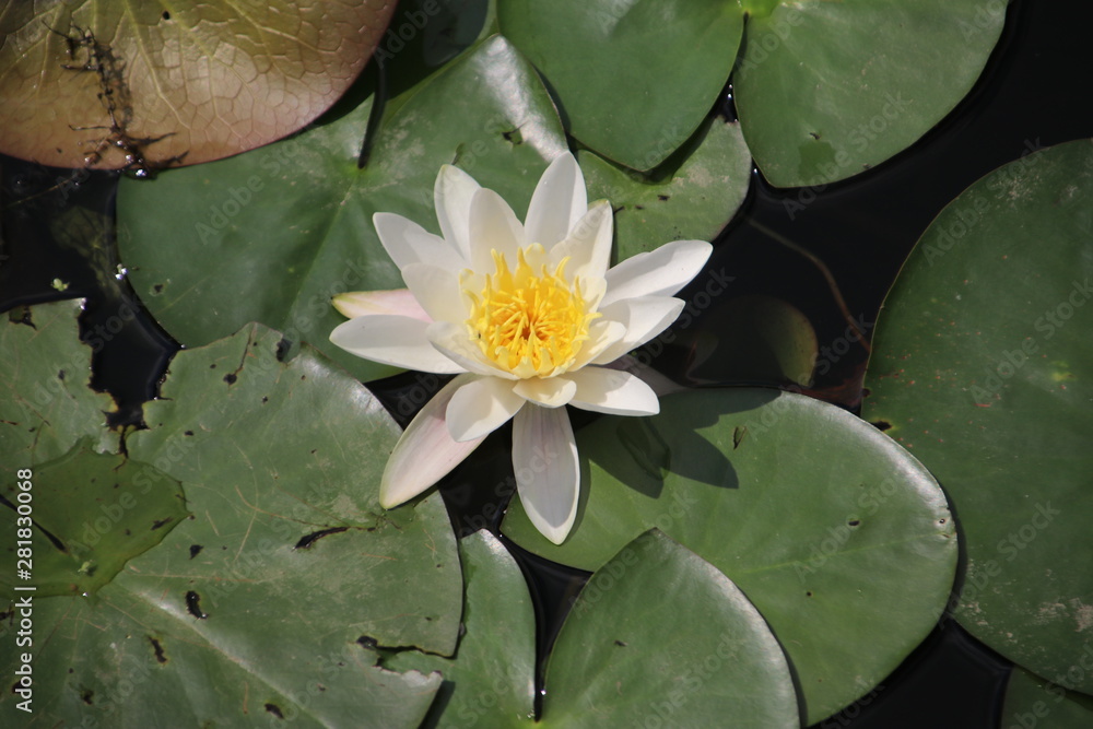 White water lily with green leaves in the ring Canal in NIeuwerkerk aan den IJssel during the summer White water lily with green leaves in the ring Canal in NIeuwerkerk aan den IJssel during the summer