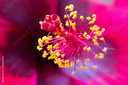 Os detalhes de uma linda flor © Roger