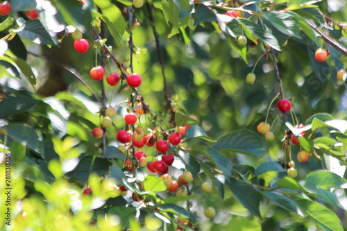 Photo Red cherry fruit in a tree hanging to ripen
