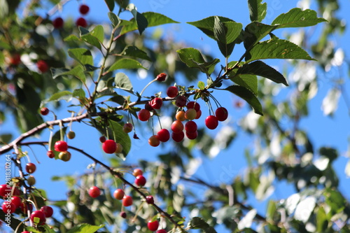 Red cherry fruit in a tree hanging to ripen. Most of them are being eaten by birds
