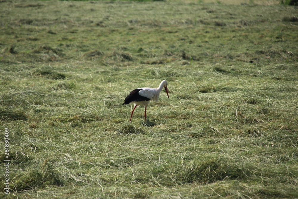 A Stork is searching for food between the drying hay on a meadow in the Netherlands A Stork is searching for food between the drying hay on a meadow in the Netherlands