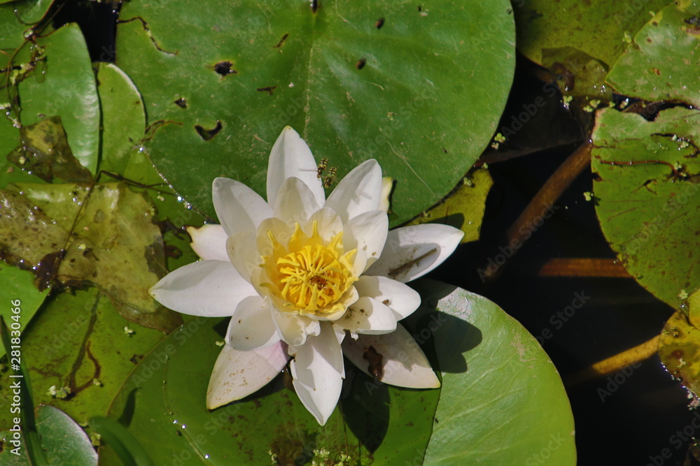 White water lily with green leaves in the ring Canal in NIeuwerkerk aan den IJssel during the summer White water lily with green leaves in the ring Canal in NIeuwerkerk aan den IJssel during the summer