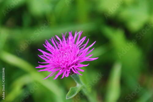 Purple flowers of the wild thistle plant in Park Hitland in the Netherlands