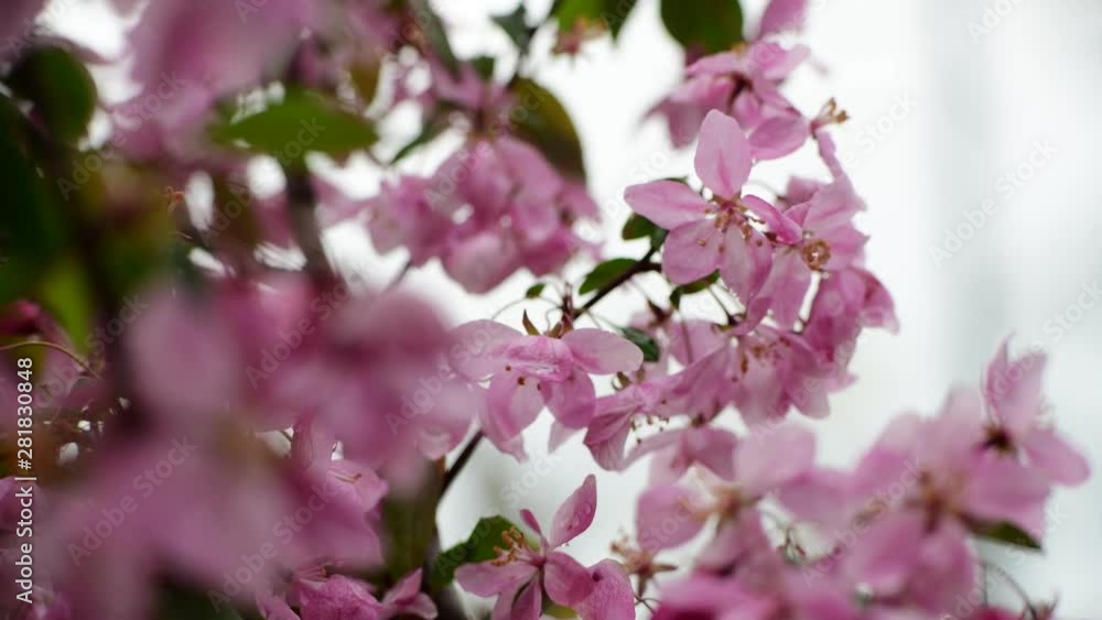 Nice sakura tree flowers nature spring outdoor awakening 4k video macro Nice sakura tree flowers nature spring outdoor awakening 4k video macro