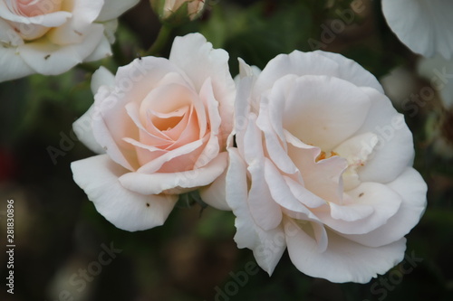 Flower head of a pink rose in a rosarium growing in Boskoop the Netherlands