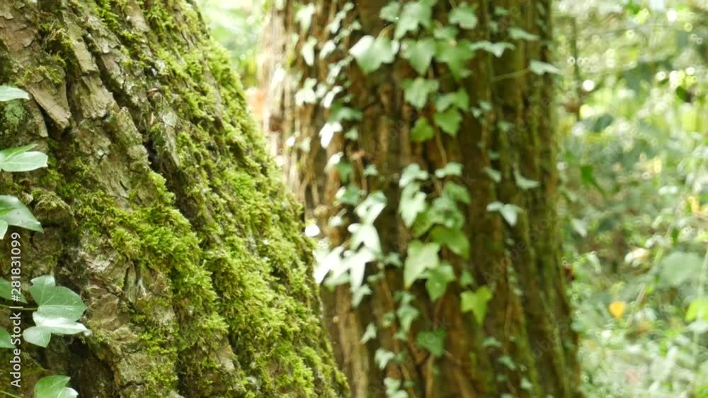 The green forest of trees during the summer. The green forest of trees during the summer.