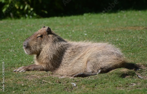 a capybara in a prairie of Brazil