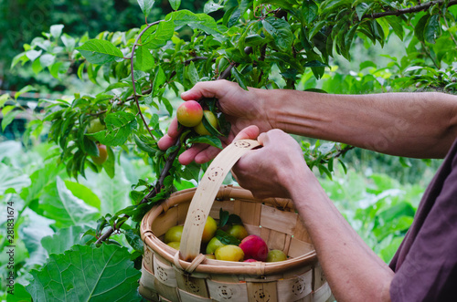 Man hands gathering plums. Rural scene. photo