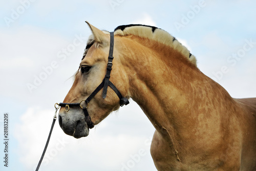 Obraz na płótnie Norwegian fjord draught horse in sky background w salonie
