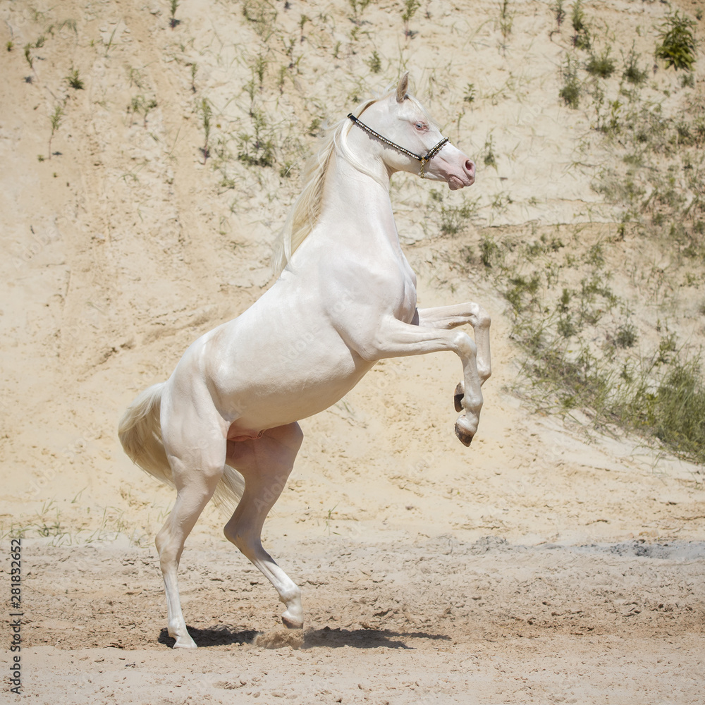 Fototapeta premium Beautiful white rearing Arabian horse with long mane against sandy background