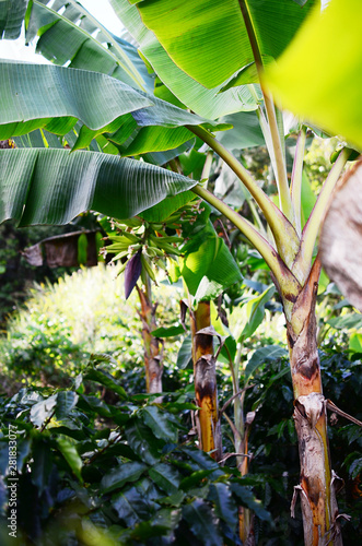 Beautiful plantain tree farm. Banana trees on Puerto Rican coffee farm, natural lighting. Organic farm in Puerto Rico mountains, fresh plantains on plantation. Agriculture and farming of banana trees