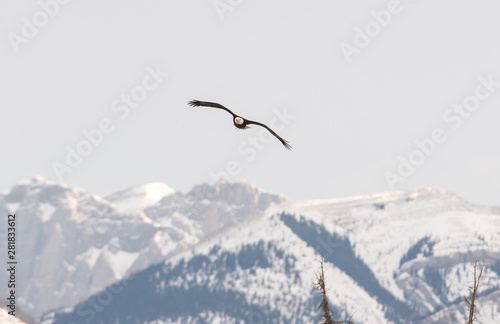 Bald eagle flying in the winter