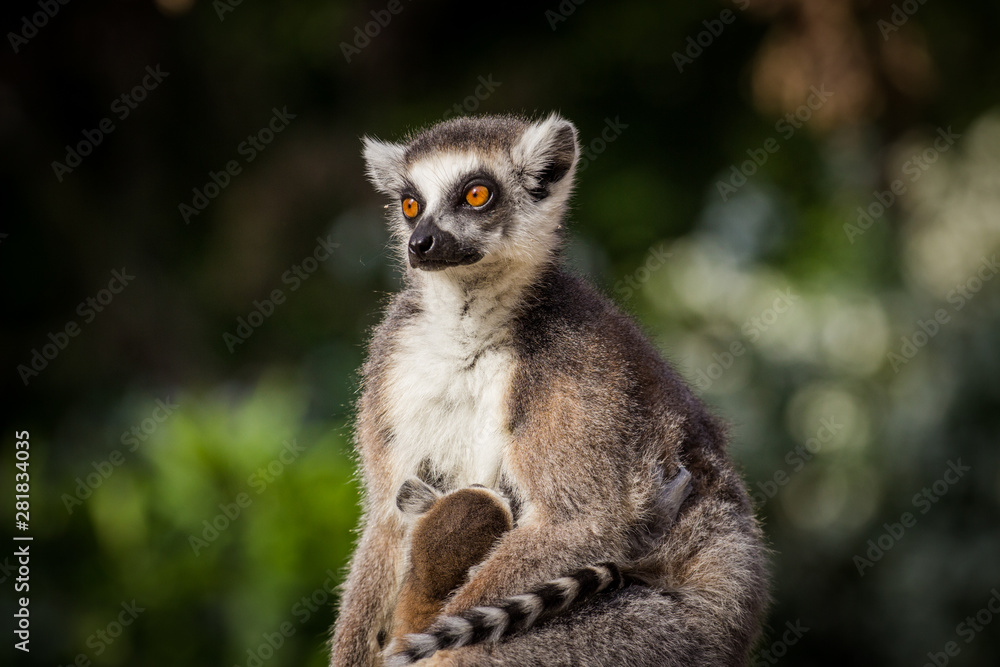 lemur lemur