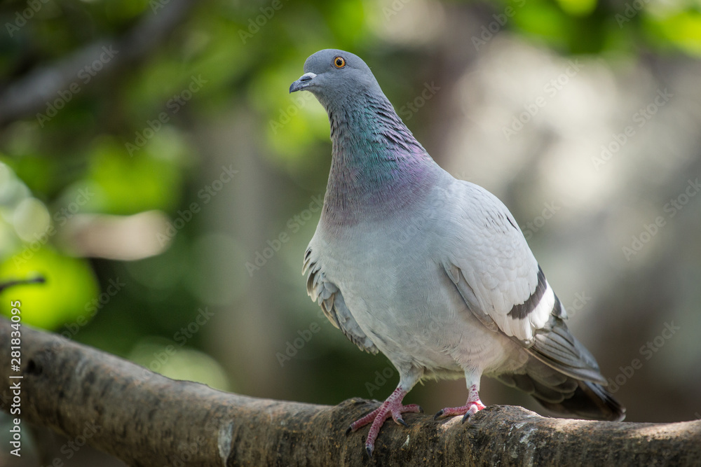 pigeon