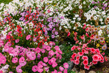 large flowerbed of colorful flowering petunias
