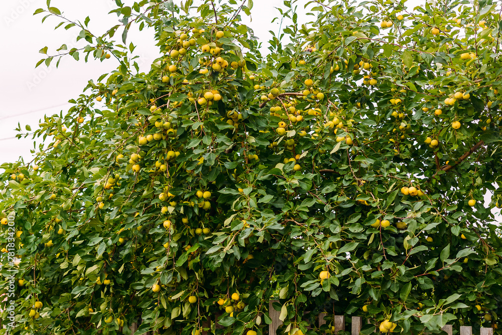 lots of yellow apples on the apple tree