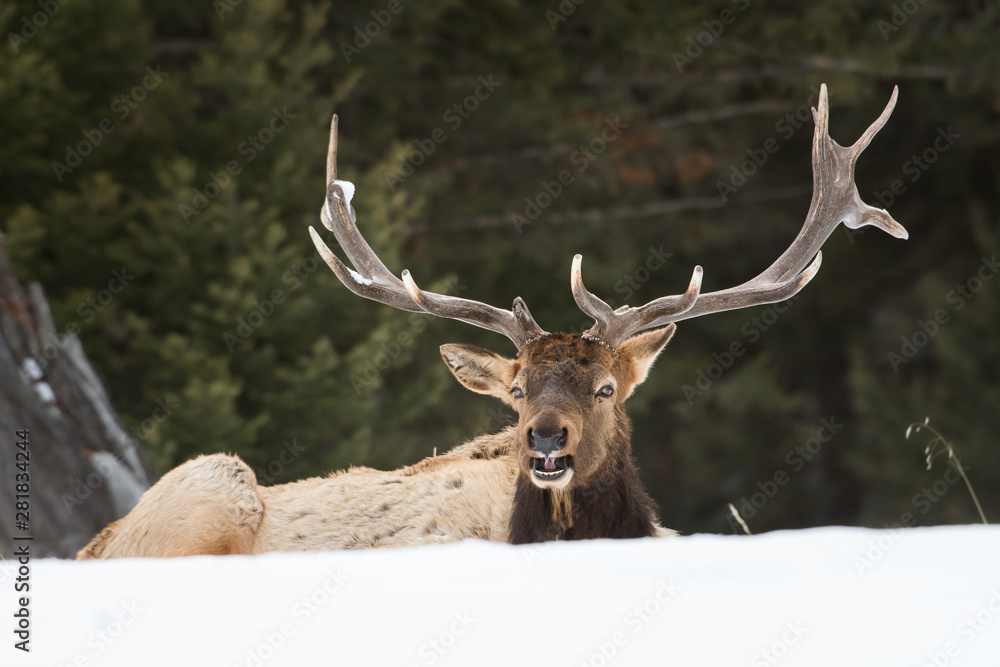 Fototapeta premium Bull elk