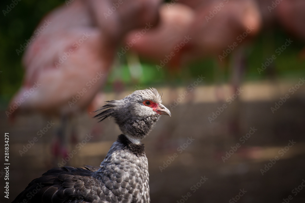 Obraz premium portrait of pheasant