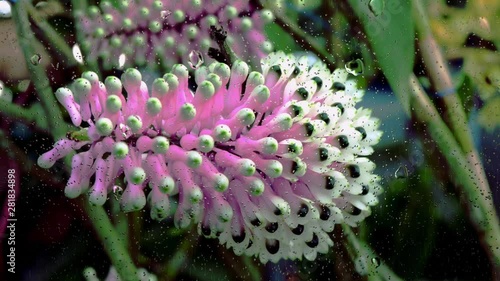 Realistic rain drops on glass window from the flower garden, 4K video.