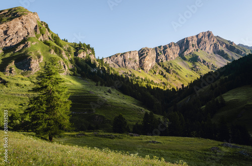 Sunrise over the mountain meadows, trees and peaks of the italian alps, in piedmont, on the path to the blue lake of chianale, near cuneo