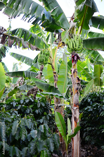 Beautiful plantain tree farm.  Banana trees on Puerto Rican coffee farm, natural lighting. Organic farm in Puerto Rico mountains, fresh plantains on plantation. Agriculture and farming of banana trees