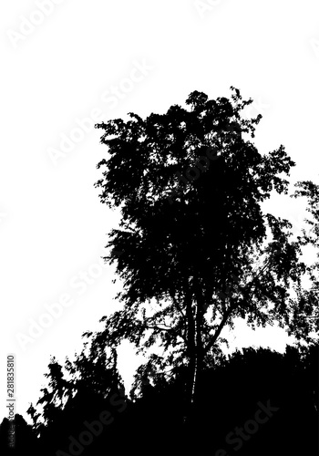 Black tree silhouette. Card with copy space. Isolated on white background. Vector nature illustration