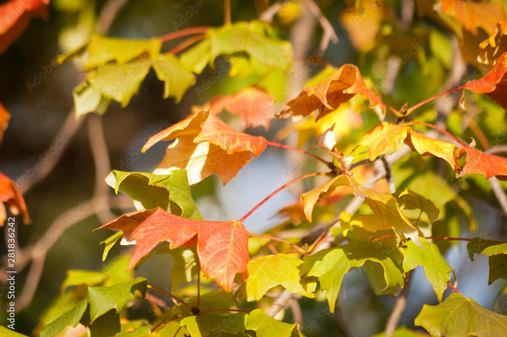 Fototapeta premium Fall Leaves