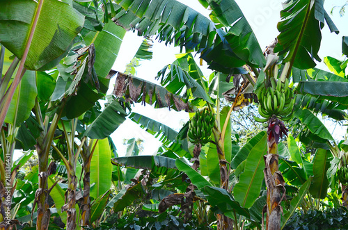 Beautiful plantain tree farm.  Banana trees on Puerto Rican coffee farm, natural lighting. Organic farm in Puerto Rico mountains, fresh plantains on plantation. Agriculture and farming of banana trees