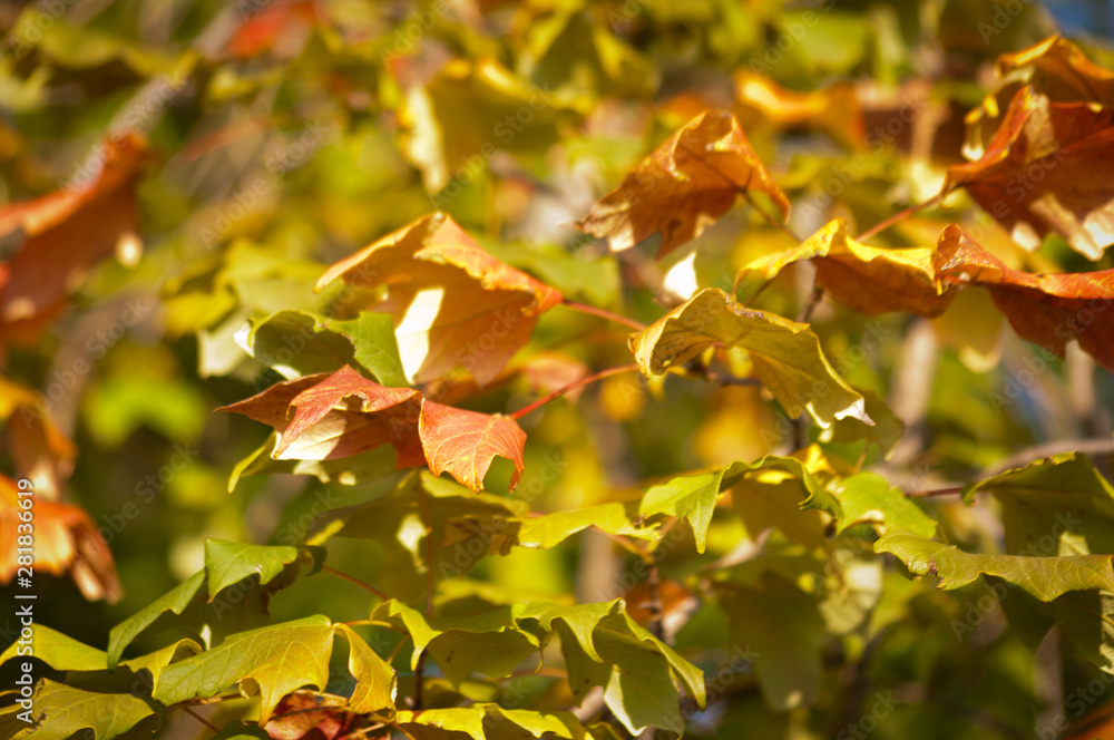 Fototapeta premium Fall Leaves