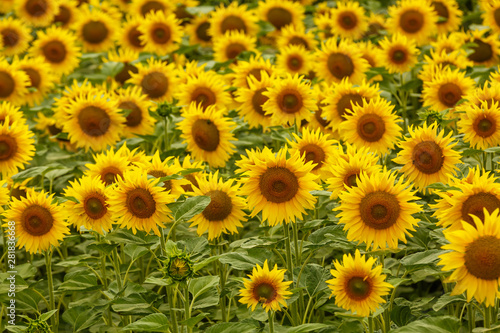 Fototapeta Naklejka Na Ścianę i Meble -  Sunflower field landscape. field of blooming sunflowers on a background sunset. Sunflower natural background, Sunflower blooming