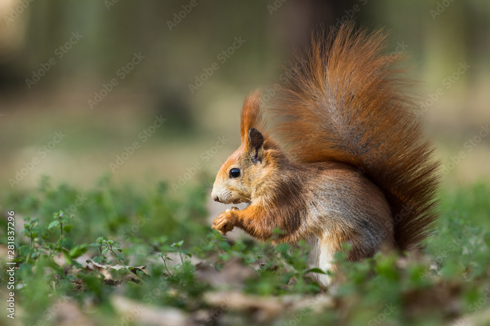 squirrel eating nuts squirrel eating nuts