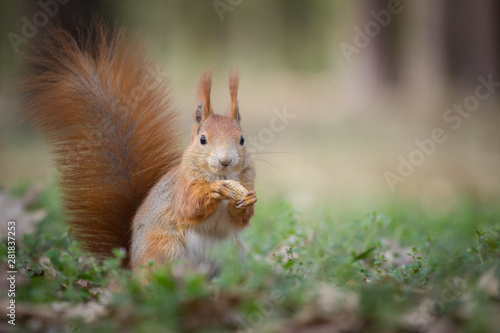 squirrel eating nuts