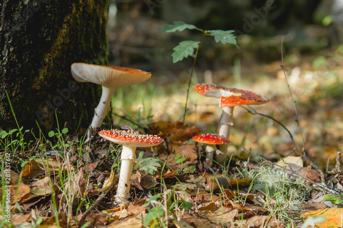 Fly agaric mushrooms growing wild in the autumnal forest