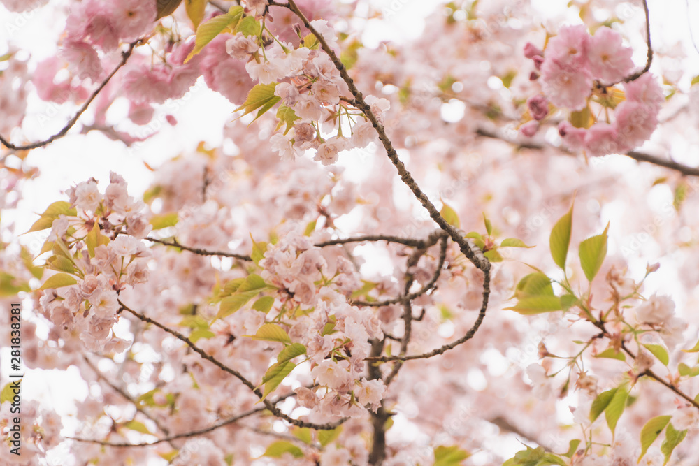 cherry blossom in spring,Background material full of blooming cherry blossoms cherry blossom in spring,Background material full of blooming cherry blossoms