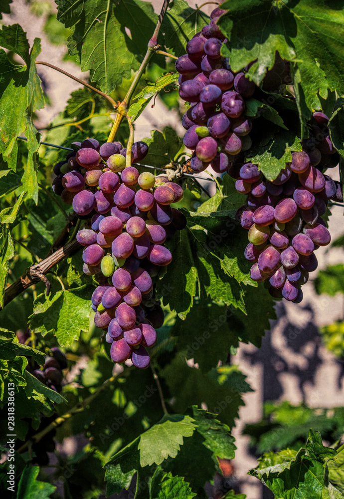 Autumn harvest of cabernet grapes in Napa Valley, California, USA	
