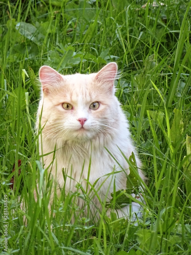 A cat in the midst of nature among the Italian Alps - July 2019.