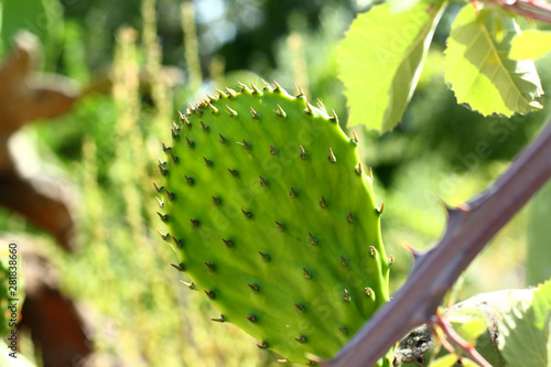 Cactus Opuntia on a background of nature summer sunny day. © EllSan