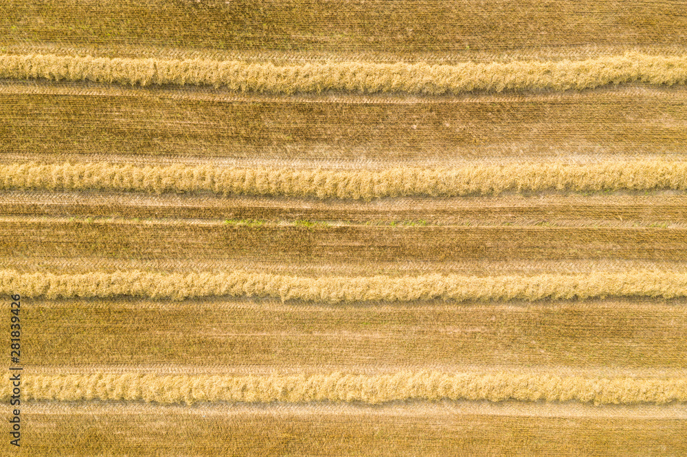 Harvested wheat field Harvested wheat field