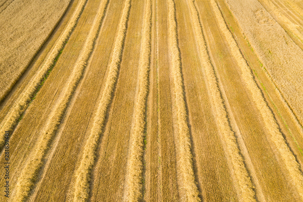 Wheat field in harvesting time Wheat field in harvesting time