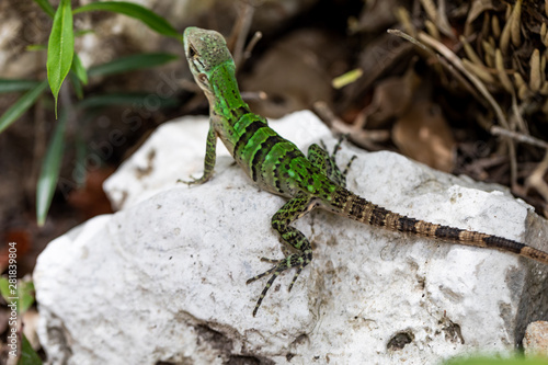 Iguana in Tulum quintana Roo Mexico