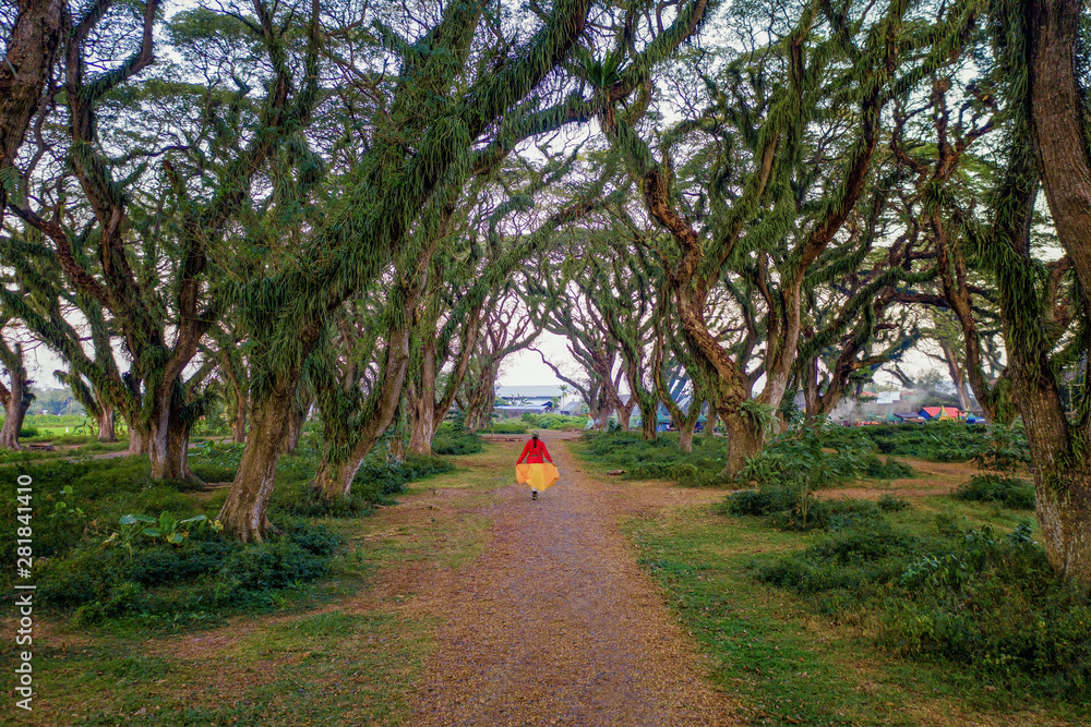 A woman walking on path with giant trees tunnel, Jawatan Perhutani ...