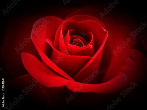 red rose on black background