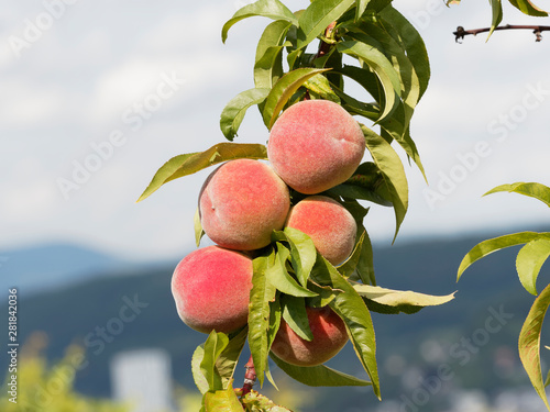 Obraz na plátně Belles pêches colorées et parfumées sur branches, un fruit d'été coloré et savou