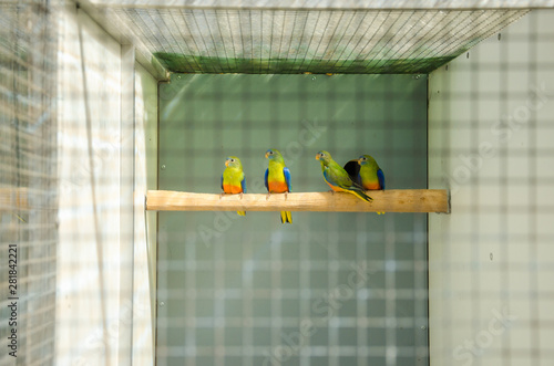 Parrots in the breeding cage place thoroughbred bird species parrots aviaries