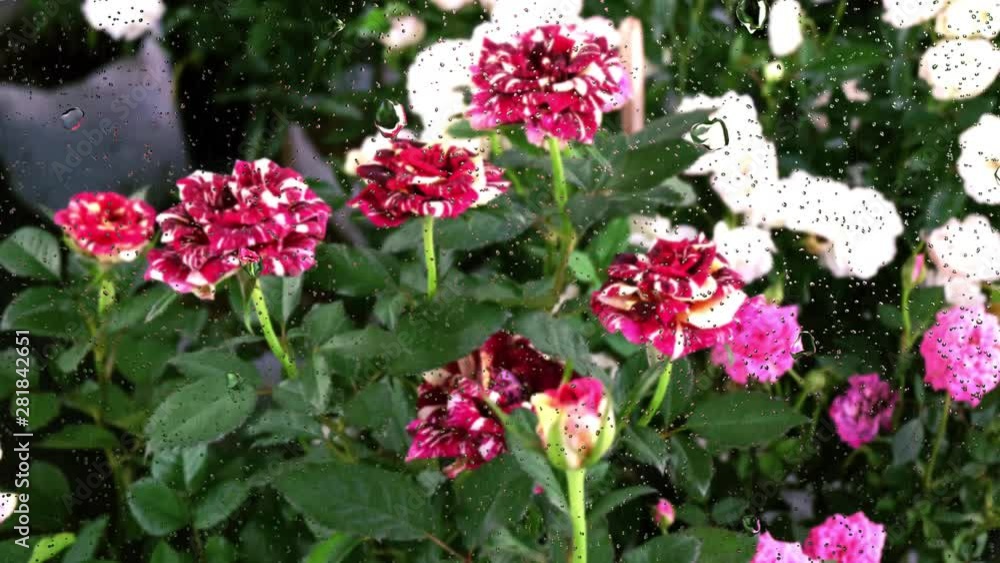 Realistic rain drops on glass window from the flower garden, 4K video. Realistic rain drops on glass window from the flower garden, 4K video.