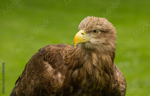 Close up head and shoulders of a magnificent White Tailed Sea Eagle  Haliaeetus albicilla  bird of prey