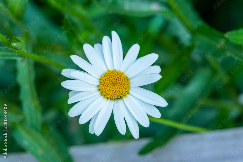 Obraz premium Closeup of daisy flower in garden